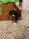 Australian Collie Puppies for sale in Fort Worth, TX, USA. price: NA