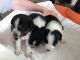 Australian Collie Puppies for sale in Denver, CO, USA. price: NA