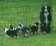 Australian Collie Puppies for sale in Vader, WA, USA. price: $1,200