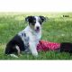 Australian Collie Puppies for sale in Farwell, MI 48622, USA. price: $600
