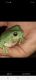 Australian Green Tree Frog Amphibians
