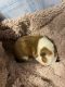 Australian Kelpie Puppies