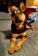 Australian Kelpie Puppies for sale in Chamberlain, SD 57325, USA. price: $250