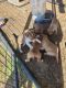Australian Kelpie Puppies for sale in Nowata, OK 74048, USA. price: NA