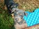 Australian Kelpie Puppies for sale in Taree, New South Wales. price: $450