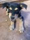 Australian Kelpie Puppies for sale in Dunedoo, New South Wales. price: $250
