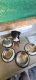 Australian Kelpie Puppies for sale in Rockingham, Western Australia. price: $1,800