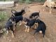 Australian Kelpie Puppies for sale in Nyngan, New South Wales. price: $300