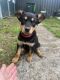 Australian Kelpie Puppies for sale in Cooma, New South Wales. price: NA