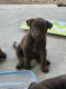 Australian Kelpie Puppies for sale in Browns Plains, Queensland. price: $350