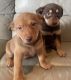 Australian Kelpie Puppies for sale in Gold Coast, Queensland. price: $500