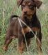 Australian Kelpie Puppies for sale in Los Angeles, CA, USA. price: NA