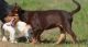 Australian Kelpie Puppies for sale in Austin, TX, USA. price: $500