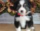 Australian Kelpie Puppies for sale in Seattle, WA 98103, USA. price: $500