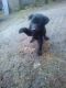 Australian Kelpie Puppies for sale in Ohio City, Cleveland, OH, USA. price: NA