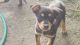 Australian Kelpie Puppies for sale in Indianapolis, IN, USA. price: NA