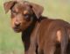 Australian Kelpie Puppies for sale in Central Ave, Jersey City, NJ, USA. price: NA