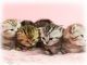 Australian Mist Cats for sale in Los Angeles, CA, USA. price: $500