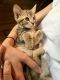 Australian Mist Cats for sale in Beverly Hills, CA, USA. price: $300