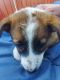 Australian Red Heeler Puppies for sale in Reading, MI 49274, USA. price: $250
