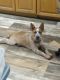Australian Red Heeler Puppies for sale in Galesburg, IL 61401, USA. price: $400