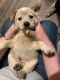 Australian Red Heeler Puppies for sale in Greenwood, AR 72936, USA. price: $100
