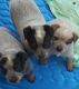 Australian Red Heeler Puppies for sale in Central Florida, FL, USA. price: $800