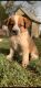 Australian Red Heeler Puppies for sale in Salina, KS 67401, USA. price: $350