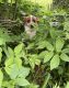 Australian Red Heeler Puppies for sale in Beaver Dam, WI 53916, USA. price: NA