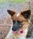 Australian Red Heeler Puppies for sale in Cottageville, SC 29435, USA. price: NA