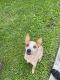 Australian Red Heeler Puppies for sale in Salem, IL, USA. price: $100