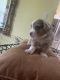 Australian Red Heeler Puppies for sale in North Port, FL, USA. price: NA