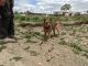 Australian Red Heeler Puppies