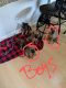 Australian Red Heeler Puppies for sale in Sheboygan, WI, USA. price: NA