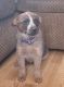 Australian Red Heeler Puppies for sale in Salinas, CA, USA. price: NA