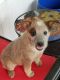 Australian Red Heeler Puppies for sale in Peyton, CO 80831, USA. price: $400