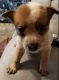 Australian Red Heeler Puppies for sale in Watertown, NY 13601, USA. price: $350