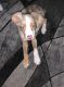 Australian Red Heeler Puppies for sale in Miami, FL, USA. price: $400