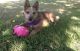 Australian Red Heeler Puppies for sale in Hillsdale, MI, USA. price: NA