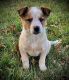 Australian Red Heeler Puppies for sale in Moberly, MO, USA. price: $600