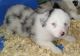 Australian Shepherd Puppies for sale in Boise, ID 83709, USA. price: NA