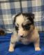 Australian Shepherd Puppies for sale in Thomasville, GA, USA. price: $850