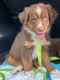Australian Shepherd Puppies for sale in Austin, TX, USA. price: $900