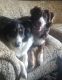 Australian Shepherd Puppies for sale in Harrisonburg, VA, USA. price: NA