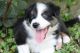 Australian Shepherd Puppies for sale in New Concord, OH 43762, USA. price: NA