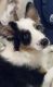 Australian Shepherd Puppies for sale in 102 Kenley Ct, State College, PA 16803, USA. price: NA