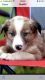 Australian Shepherd Puppies for sale in Laguna Niguel, CA, USA. price: $1,000