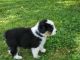 Australian Shepherd Puppies for sale in Bedford, PA 15522, USA. price: NA