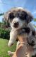 Australian Shepherd Puppies for sale in Denver, CO, USA. price: $250