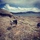 Australian Shepherd Puppies for sale in Colorado Springs, CO, USA. price: $3,000